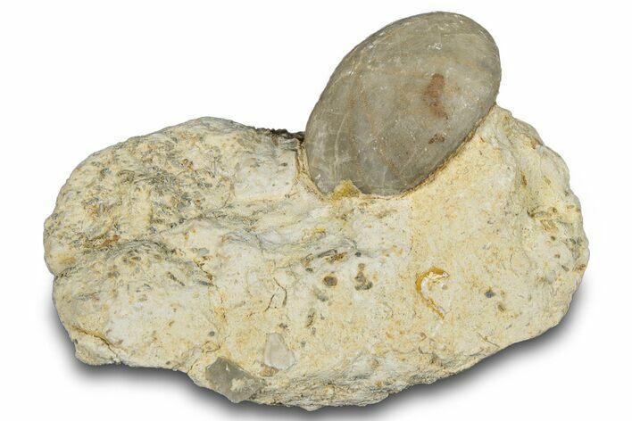 Fossil Echinoid (Sea Urchin) - Taouz, Morocco #290700